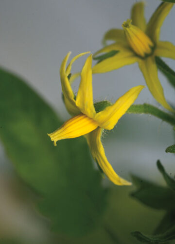 Saving Tomato Seeds: A Complete Guide for Organic Growers